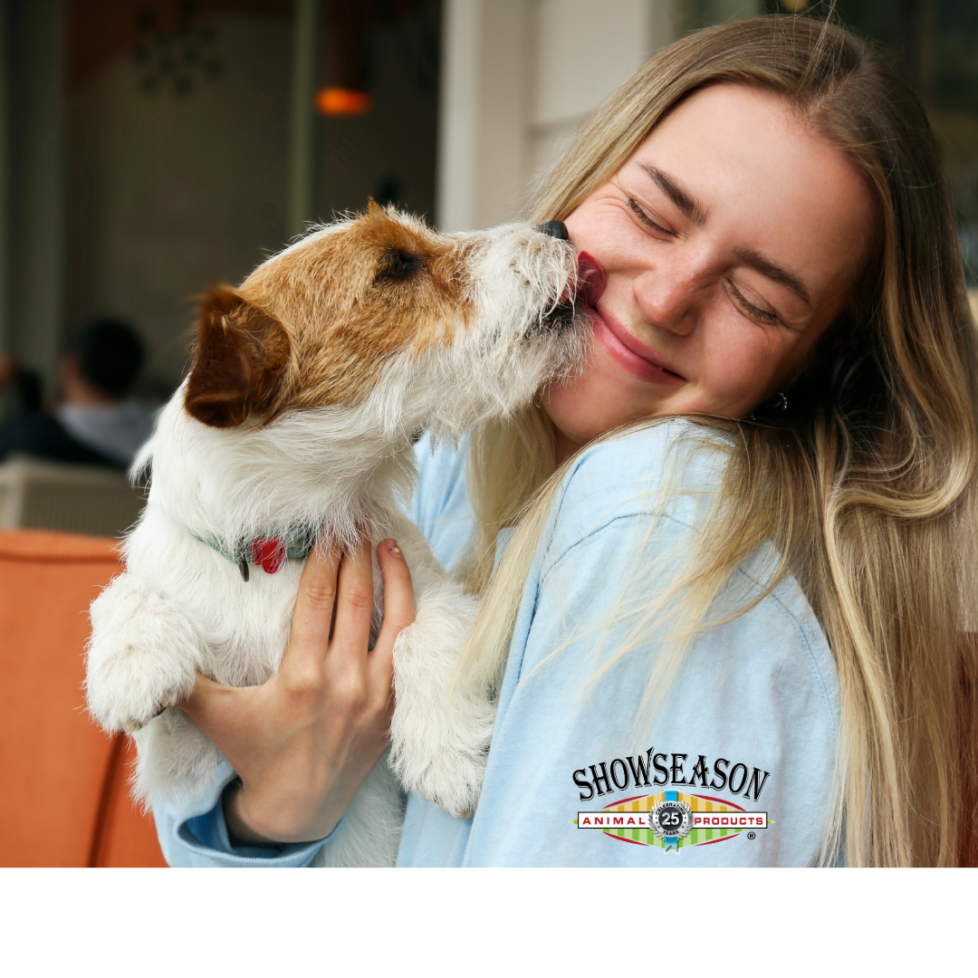 Brown and white little dog licking young woman's face.
