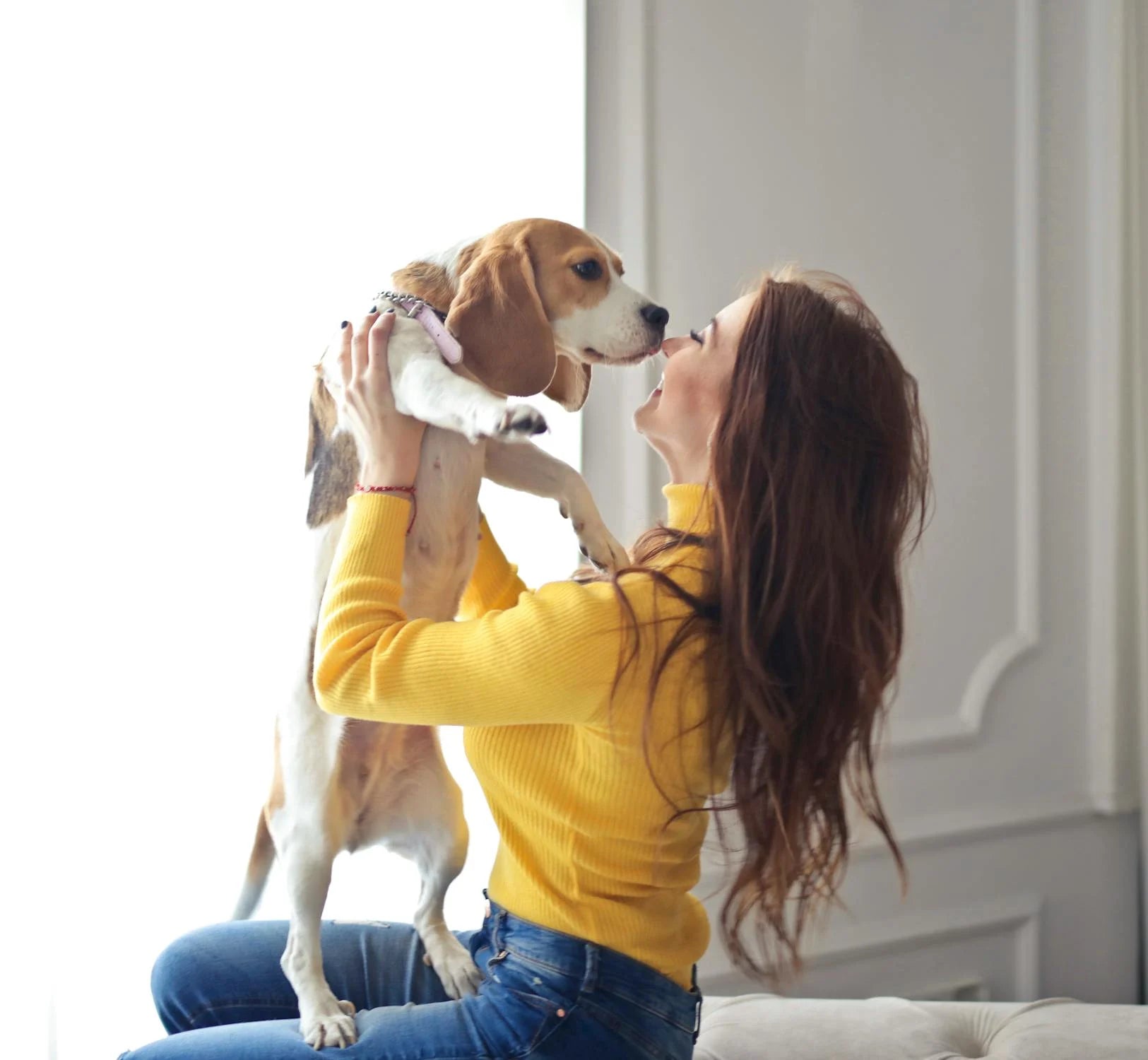 Smiling woman sitting on the edge of a couch in front of a window holding up a beagle that is sniffing her face. 